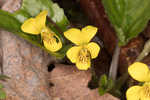 Roundleaf yellow violet